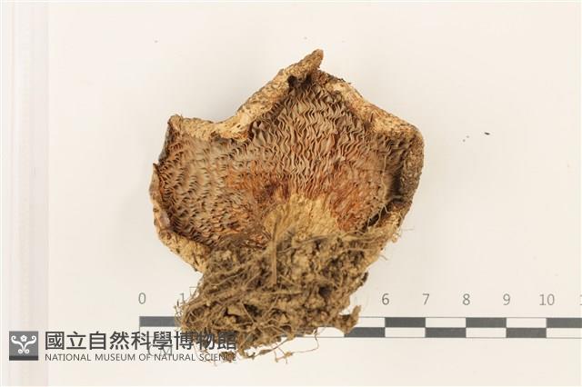 登錄號:F0037320藏品圖，第3張