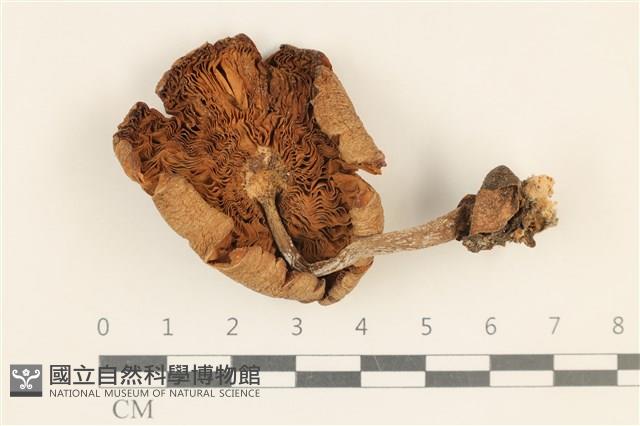 登錄號:F0037200藏品圖，第3張
