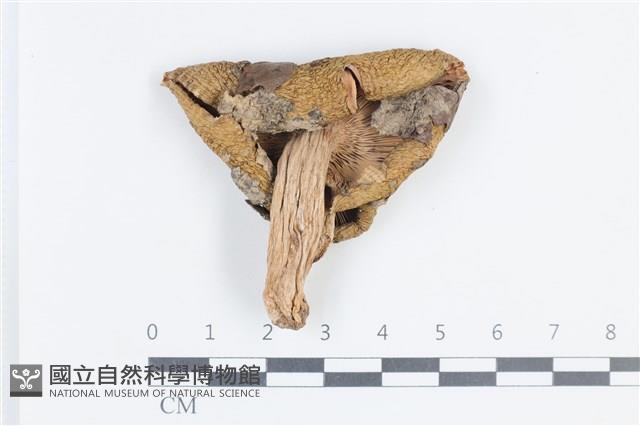 登錄號:F0038800藏品圖，第3張