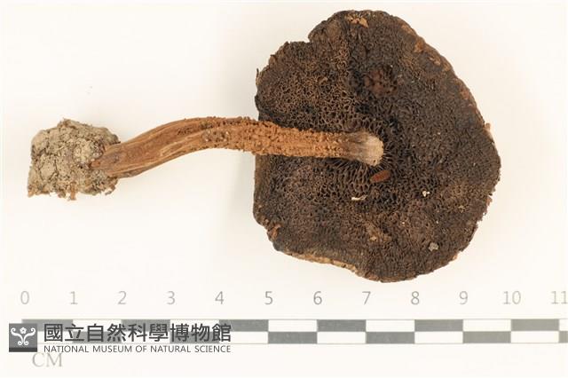 登錄號:F0036900藏品圖，第3張