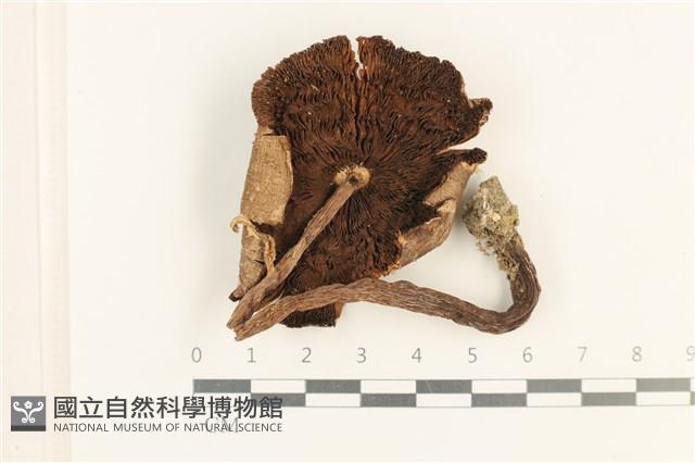 登錄號:F0037600藏品圖，第3張