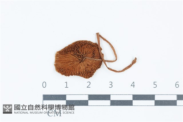 登錄號:F0039600藏品圖，第3張
