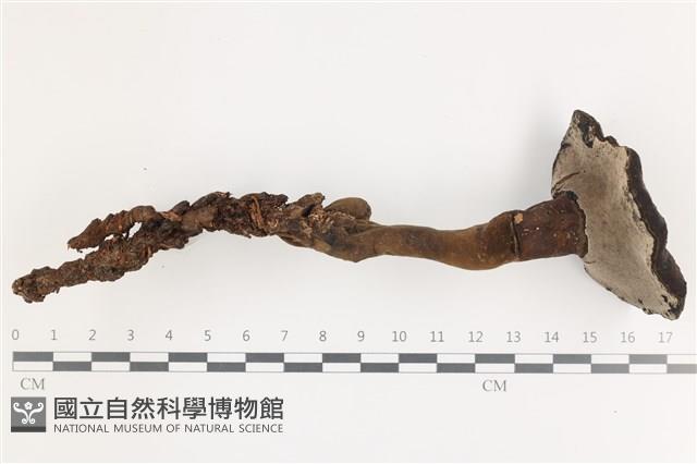 登錄號:F0036700藏品圖，第3張