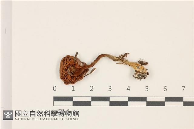 登錄號:F0037500藏品圖，第3張