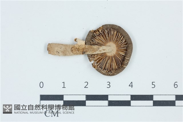 登錄號:F0039500藏品圖，第3張