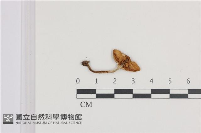 登錄號:F0036100藏品圖，第3張