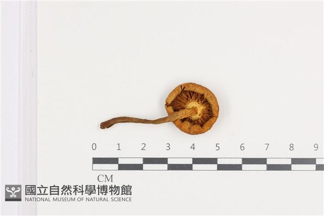 登錄號:F0036210藏品圖，第3張