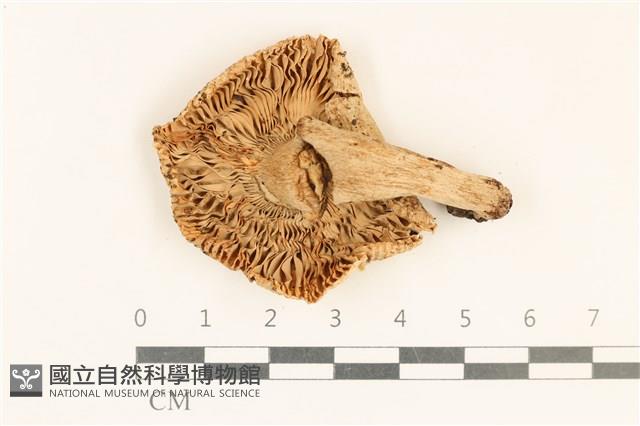 登錄號:F0037210藏品圖，第3張