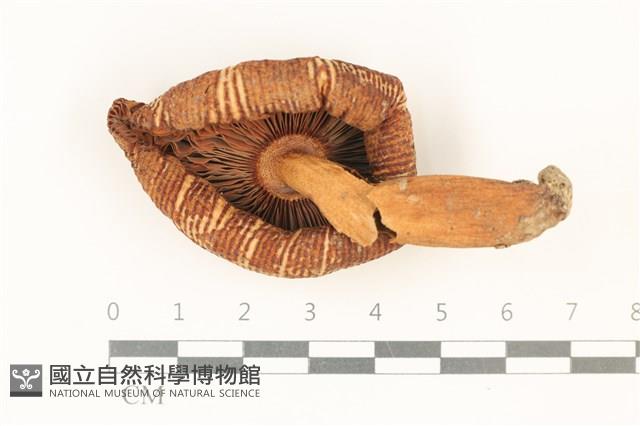 登錄號:F0037910藏品圖，第3張
