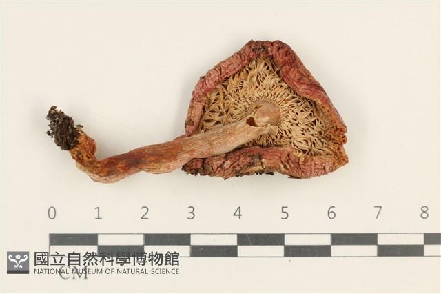 紅菇屬藏品圖，第3張