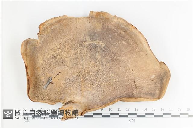 登錄號:F0036410藏品圖，第3張