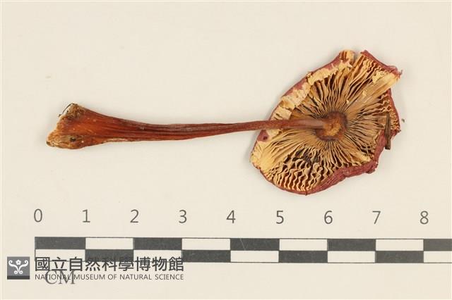 紅菇屬藏品圖，第3張