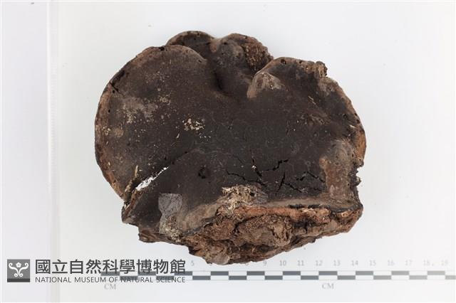 登錄號:F0036710藏品圖，第3張