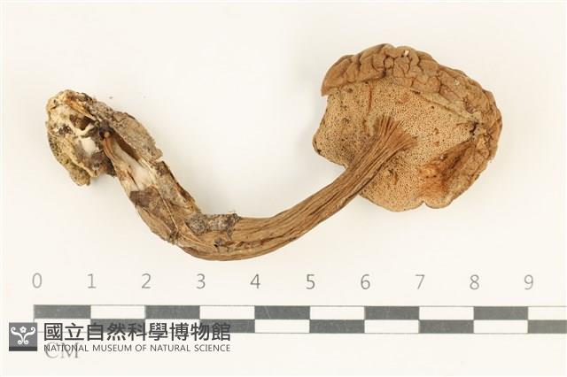 登錄號:F0038010藏品圖，第3張