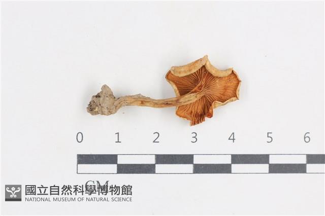 登錄號:F0038850藏品圖，第3張