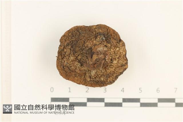登錄號:F0037650藏品圖，第3張