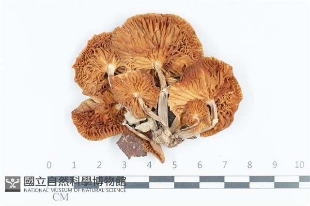 登錄號:F0039550藏品圖，第3張