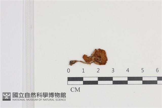 登錄號:F0036150藏品圖，第3張