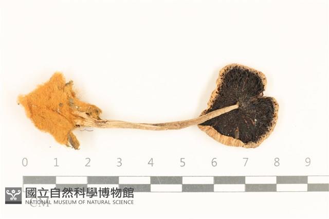 登錄號:F0037150藏品圖，第3張