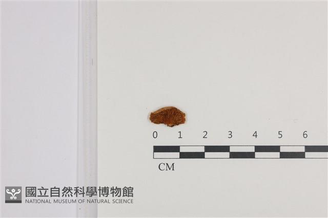 登錄號:F0036050藏品圖，第3張