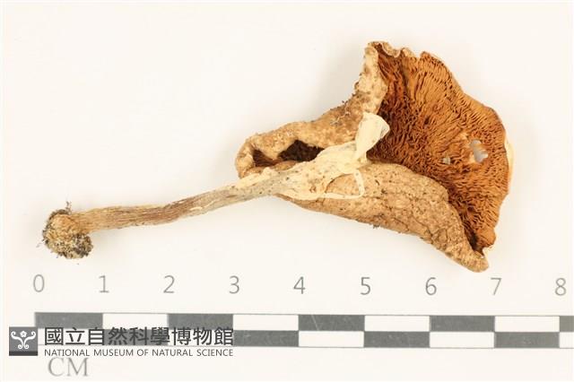 登錄號:F0037050藏品圖，第3張