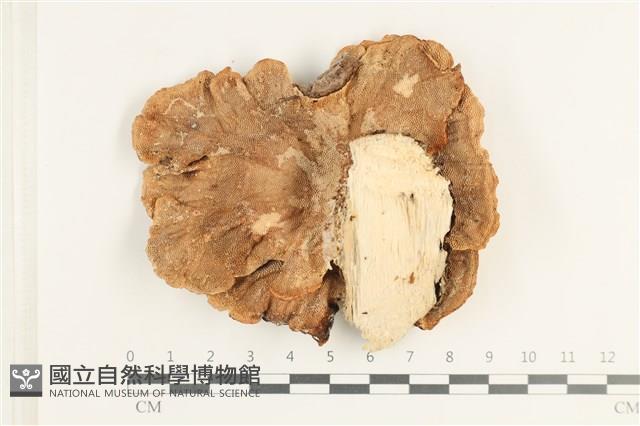 蜂窩菌屬藏品圖，第3張
