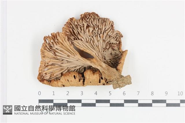 登錄號:F0036350藏品圖，第3張