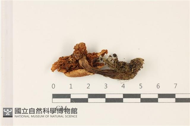 登錄號:F0037350藏品圖，第3張