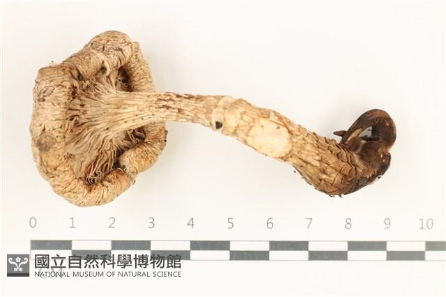登錄號:F0038240藏品圖，第3張