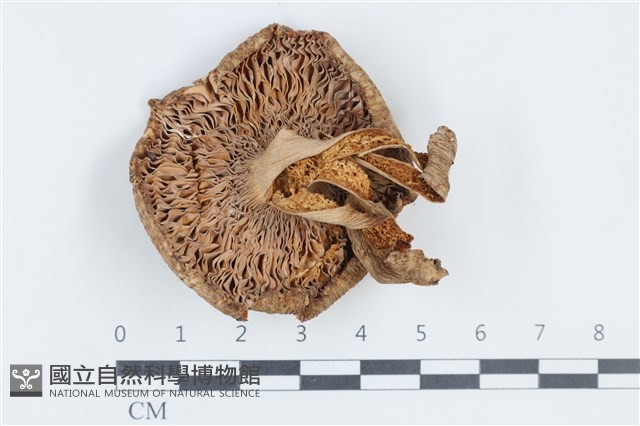 紅菇屬藏品圖，第3張