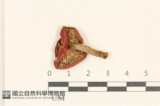 紅菇屬藏品圖，第3張