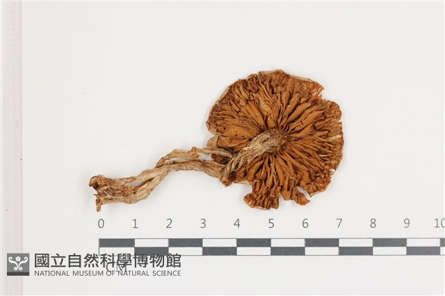 登錄號:F0036640藏品圖，第3張