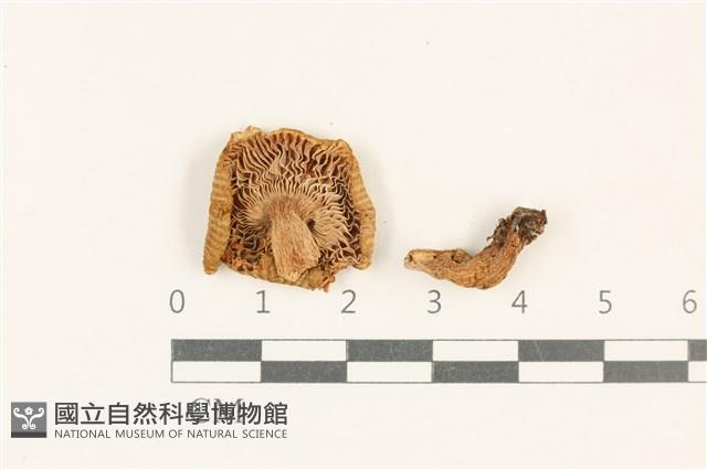 登錄號:F0037740藏品圖，第3張