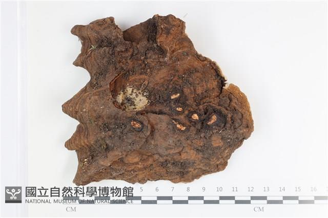 登錄號:F0035740藏品圖，第3張