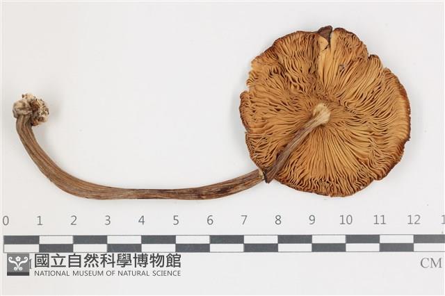 登錄號:F0036540藏品圖，第3張