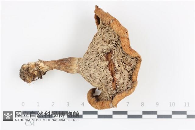 登錄號:F0036140藏品圖，第3張