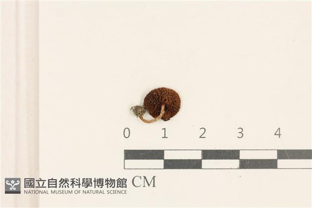 館號:F0037140藏品圖，第3張