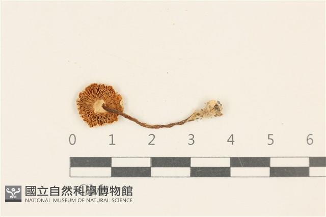 登錄號:F0037040藏品圖，第3張