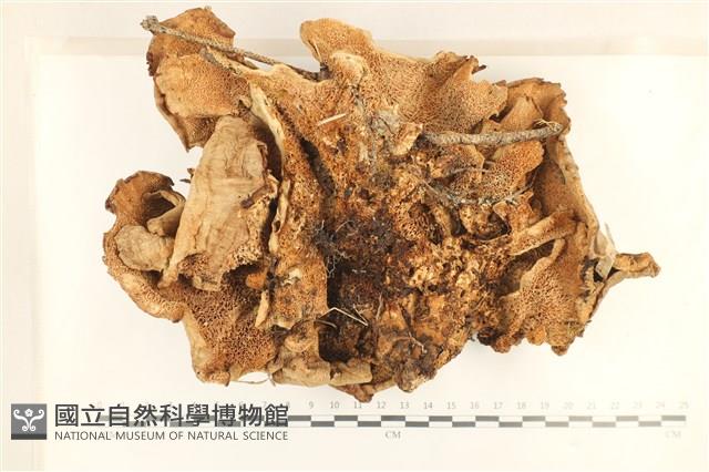 登錄號:F0028690藏品圖，第3張