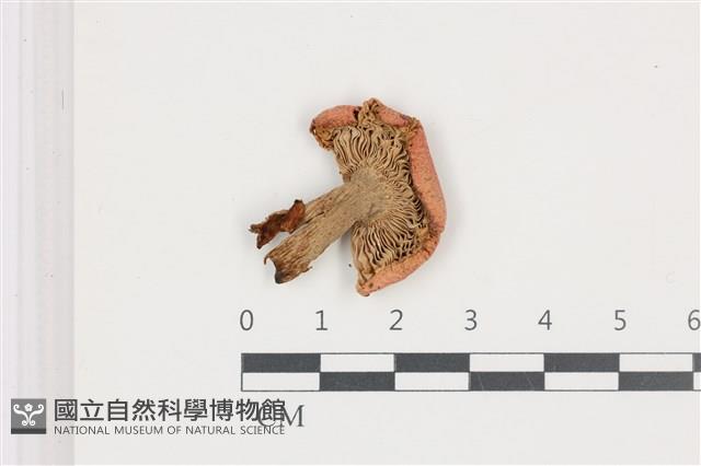 登錄號:F0036690藏品圖，第3張