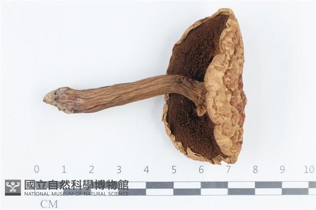 登錄號:F0038790藏品圖，第3張