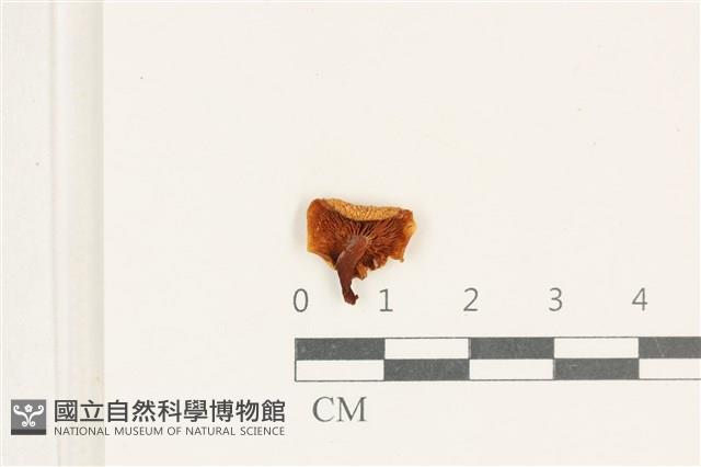 登錄號:F0038190藏品圖，第3張