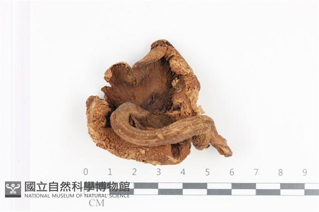 登錄號:F0036090藏品圖，第3張