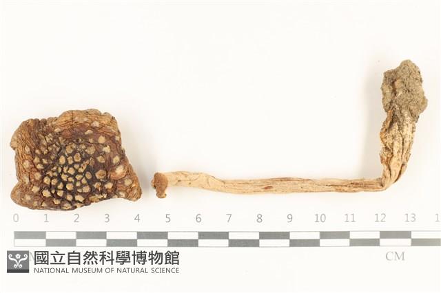 登錄號:F0037880藏品圖，第3張