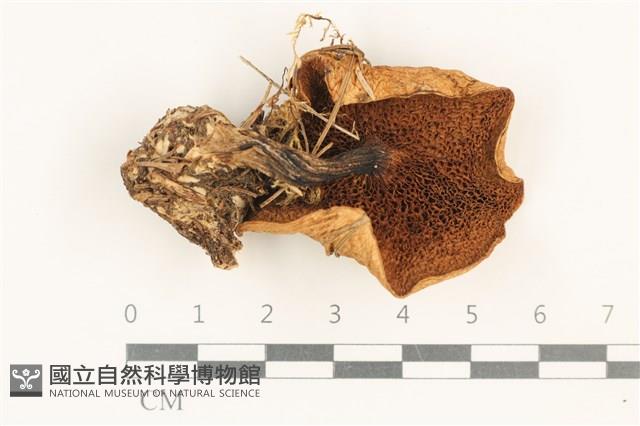 登錄號:F0037680藏品圖，第3張