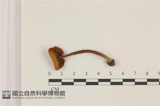 登錄號:F0037480藏品圖，第3張