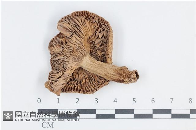 登錄號:F0038780藏品圖，第3張