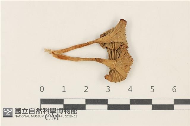 登錄號:F0037780藏品圖，第3張