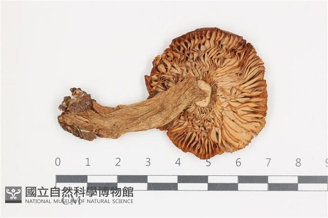 紅菇屬藏品圖，第3張