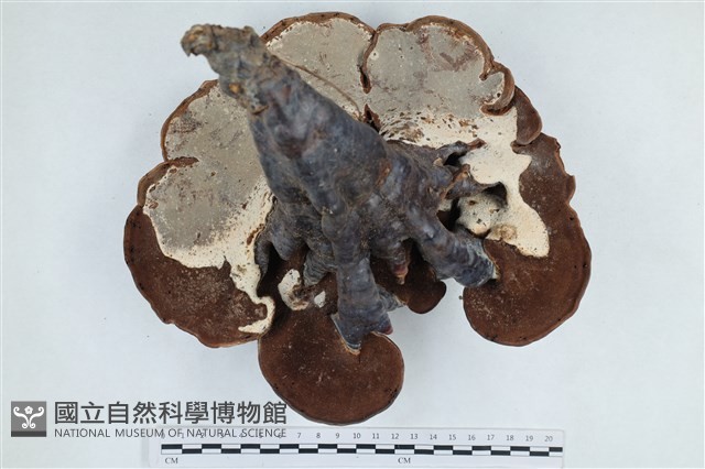 登錄號:F0039580藏品圖，第3張